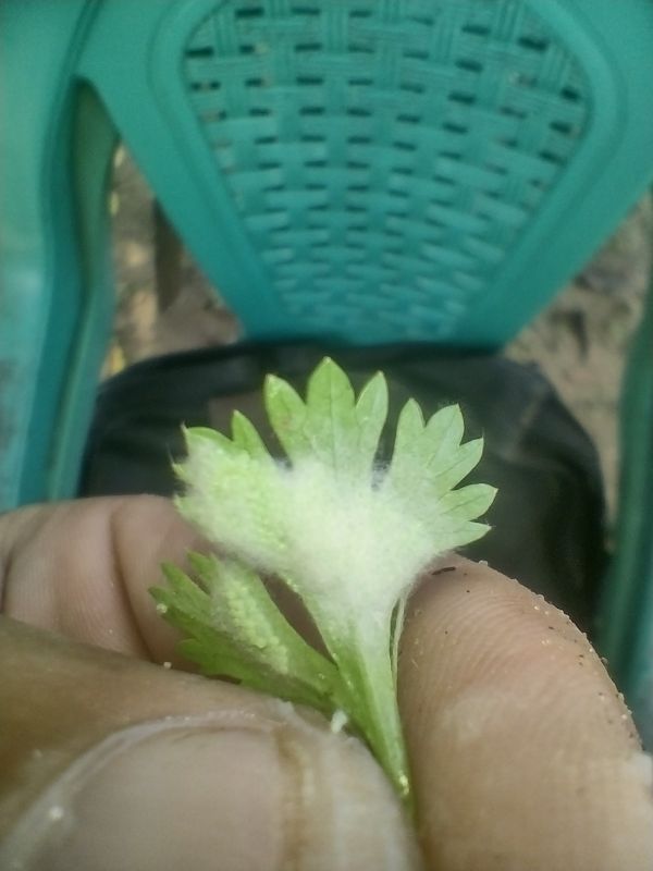 Identificação da planta Coentro por foto