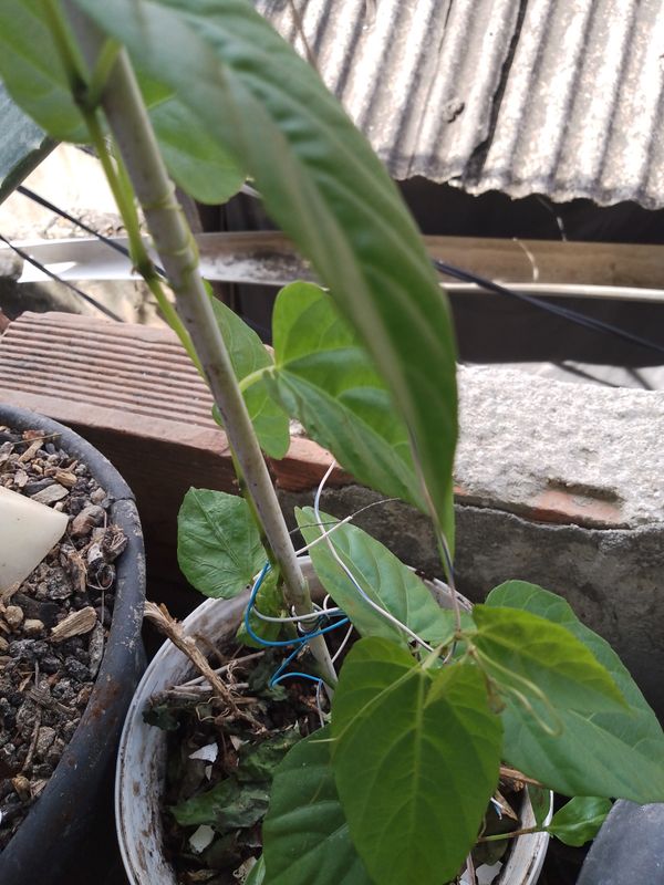 Identificação da planta Cipó-de-São-João por foto