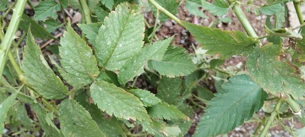 Identificação da planta Framboesa-brasileira por foto