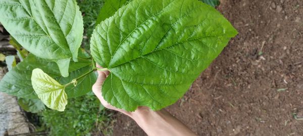 Identificação da planta Amora-do-mato por foto