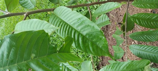 Identificação da planta Biribá por foto