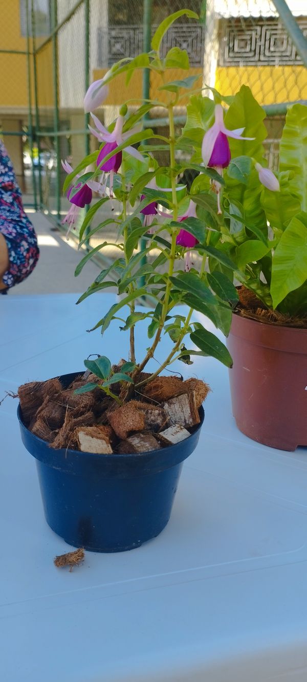Identificação da planta Brinco-de-princesa por foto