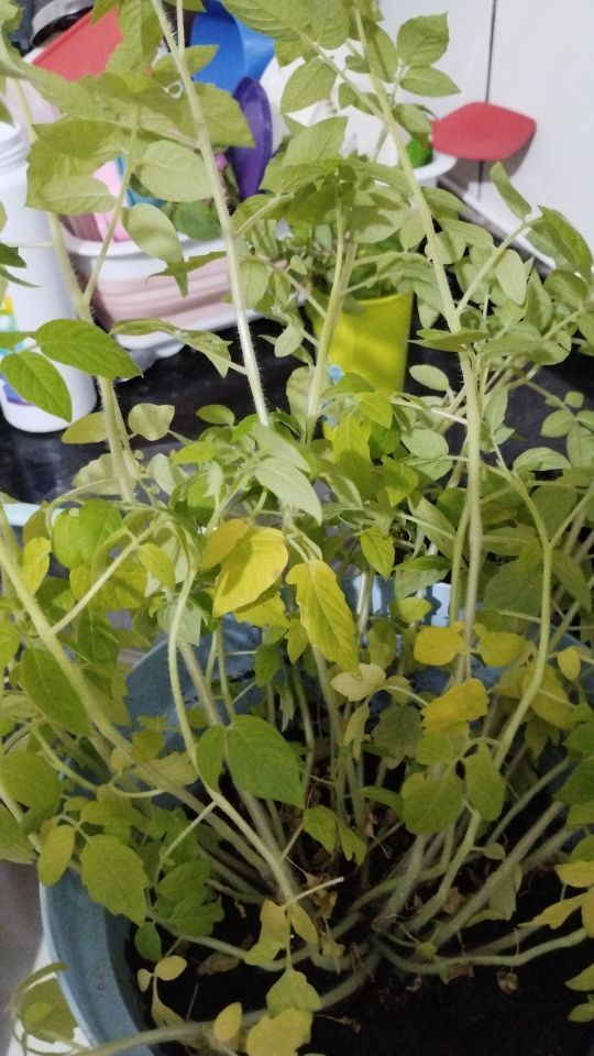 Identificação da planta Tomate por foto
