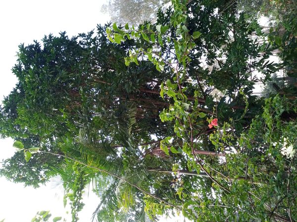 Identificação da planta Taúva por foto