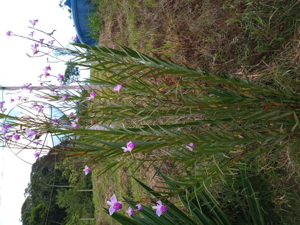 Identificação da planta Orquídea-bambu por foto