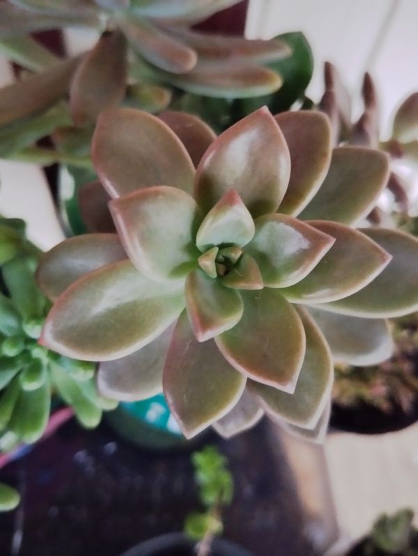 Identificação da planta Rabo-de-burro por foto