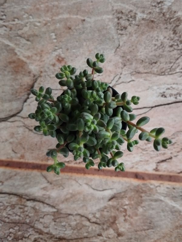 Identificação da planta Sedum stahlii é popularmente conhecida como "suculenta" por foto