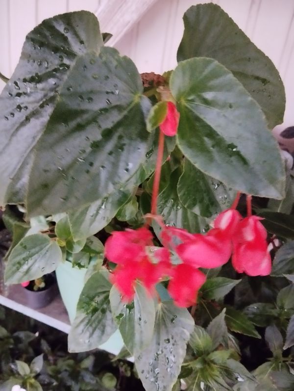 Identificação da planta Begônia-asa-de-anjo por foto