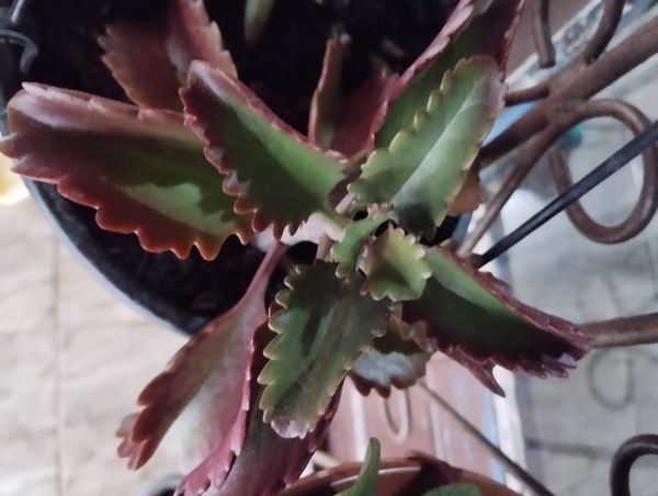 Identificação da planta Coirama por foto