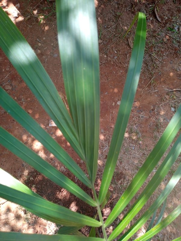 Identificação da planta Palmeira-de-jardim por foto