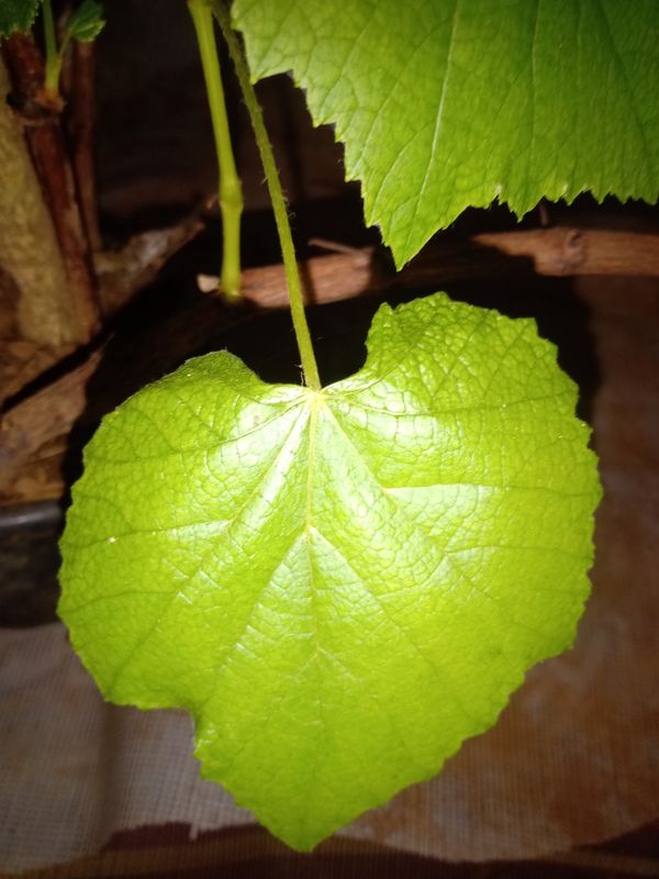 Identificação da planta Uva por foto