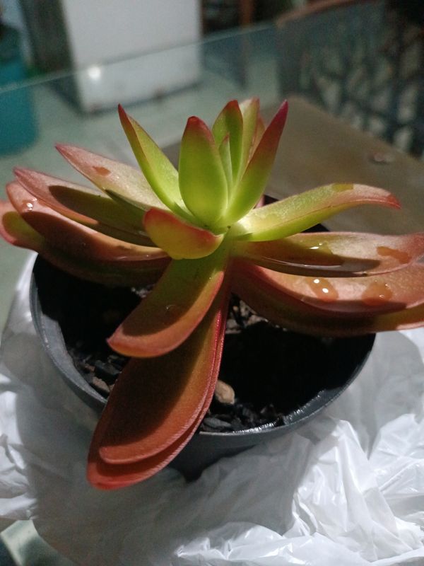 Identificação da planta Colar-de-batom por foto
