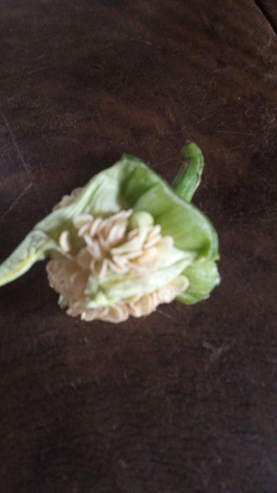 Identificação da planta Pimenta-de-cheiro por foto