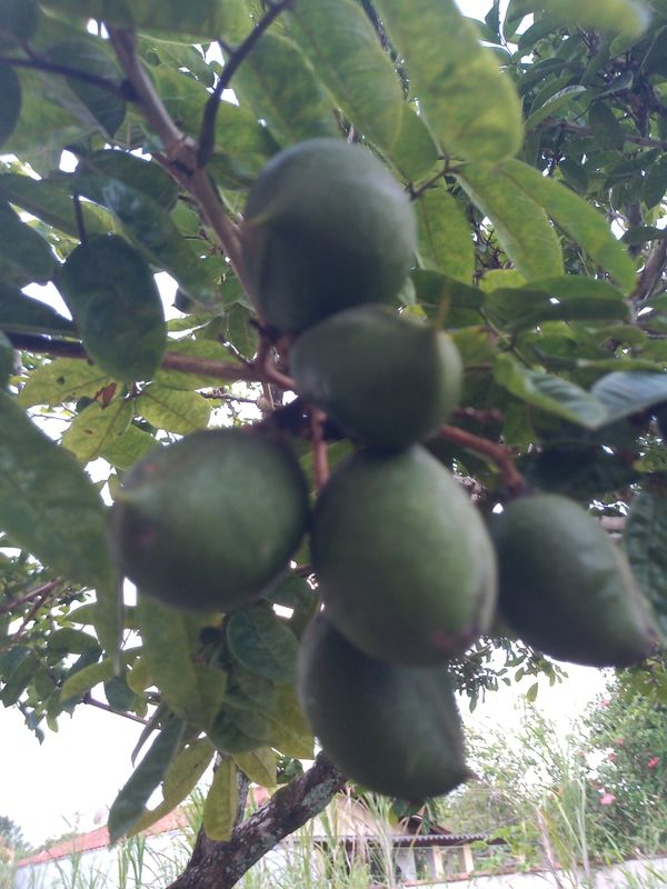 Identificação da planta Ciriguela por foto