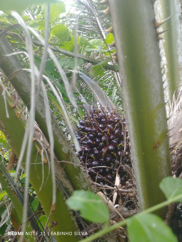 Identificação da planta Dendê por foto