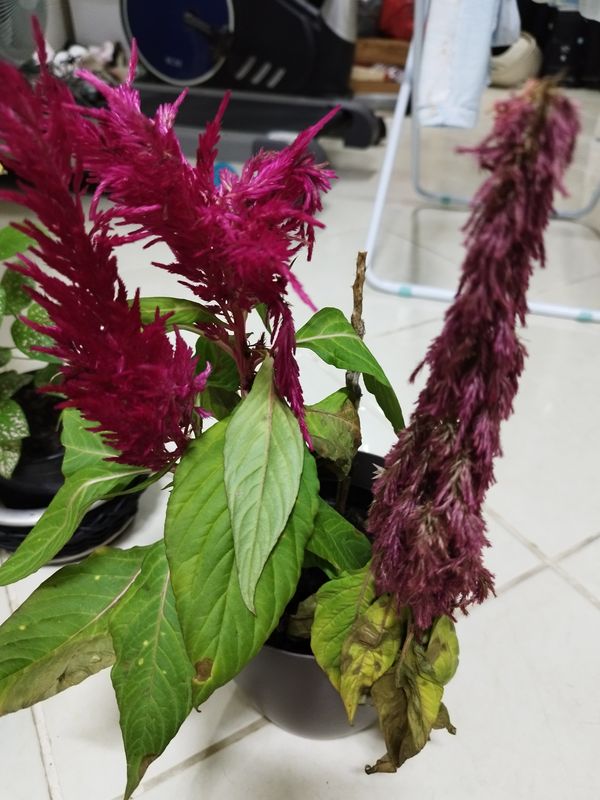 Identificação da planta Crista-de-galo por foto