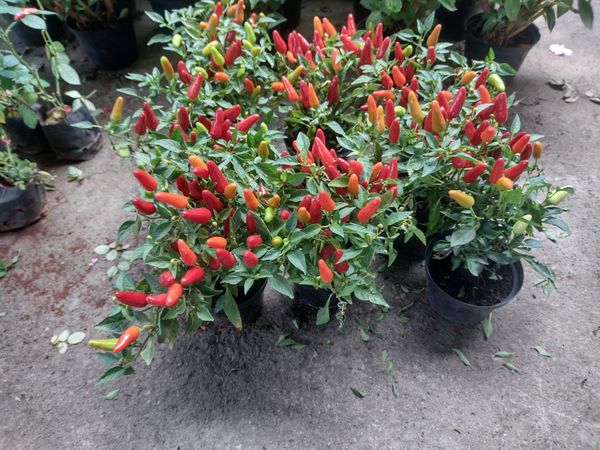 Identificação da planta Pimenta por foto