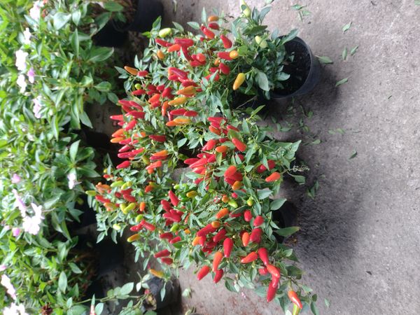 Identificação da planta Pimenta-de-cheiro por foto