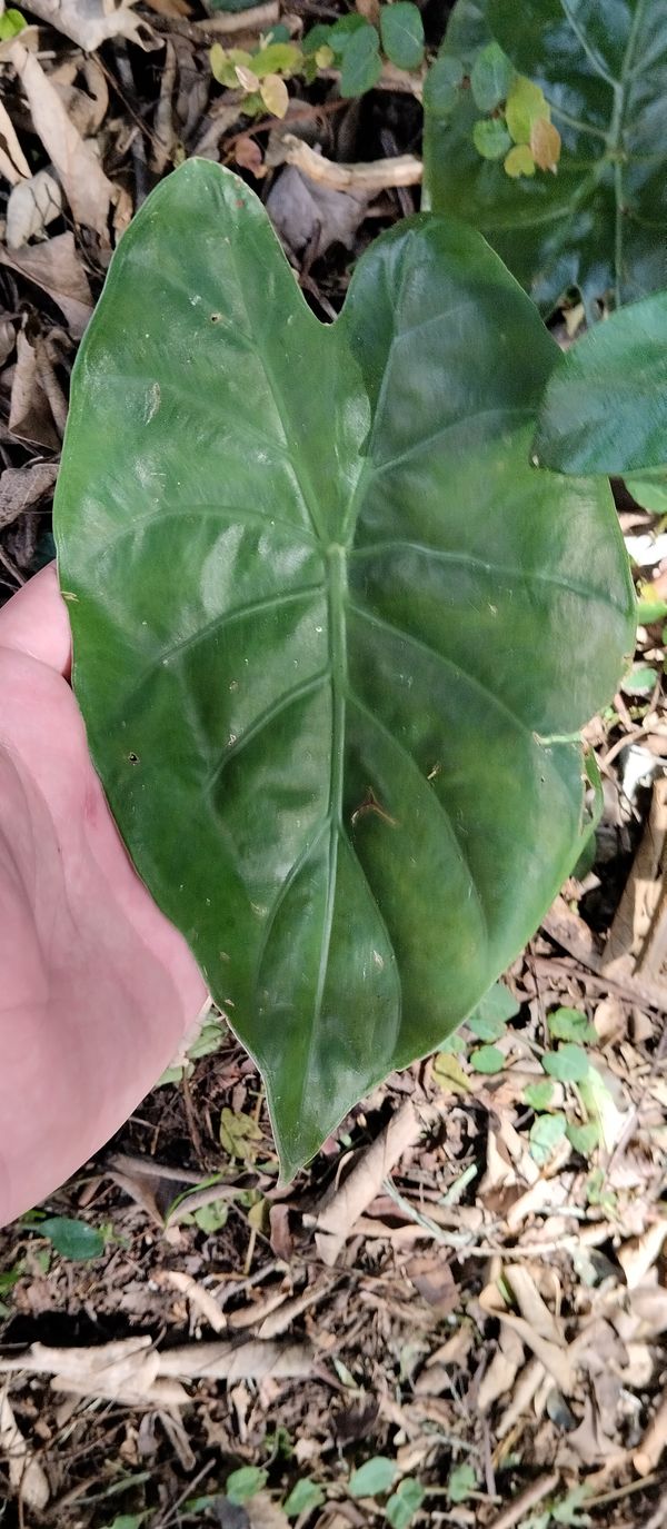 Identificação da planta Alocásia por foto
