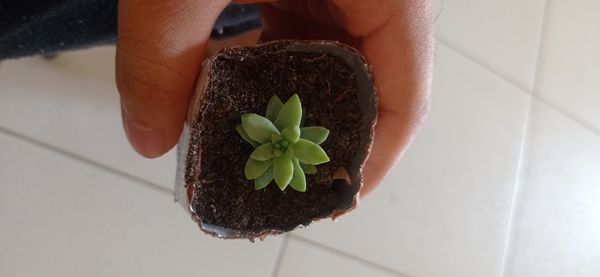 Identificação da planta Rabo-de-burro por foto
