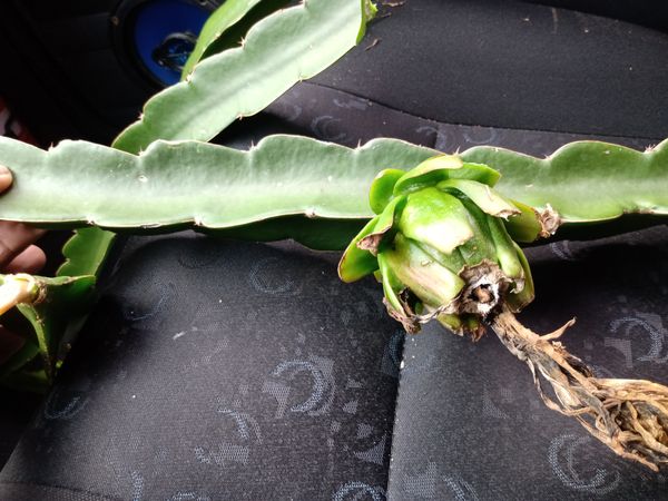 Identificação da planta Pitaya por foto