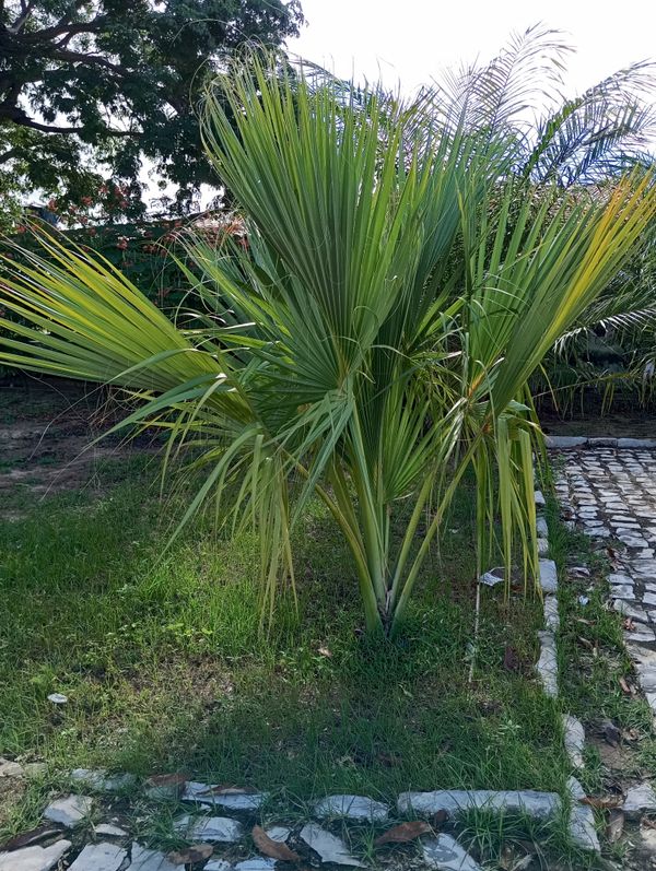 Identificação da planta Sabal-palmetto por foto