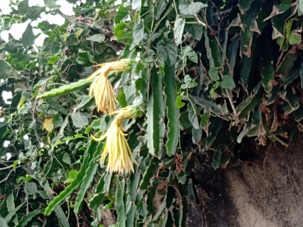 Identificação da planta Dama-da-noite por foto