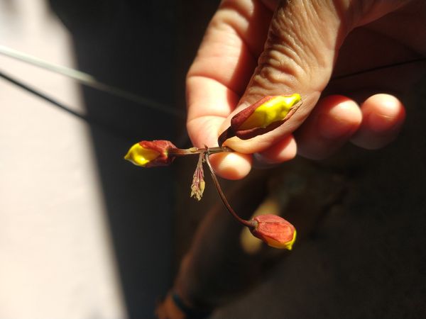 Identificação da planta Sapatinho-de-judia por foto