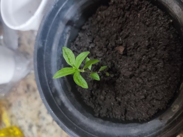 Identificação da planta Segurelha por foto