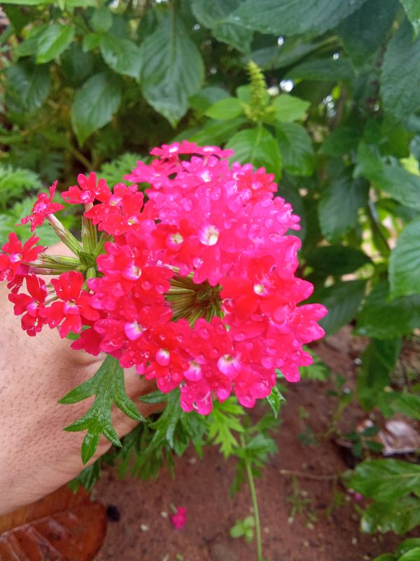 Identificação da planta Verbena por foto