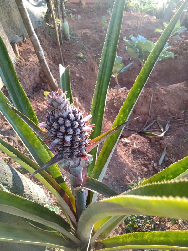 Identificação da planta Abacaxi por foto