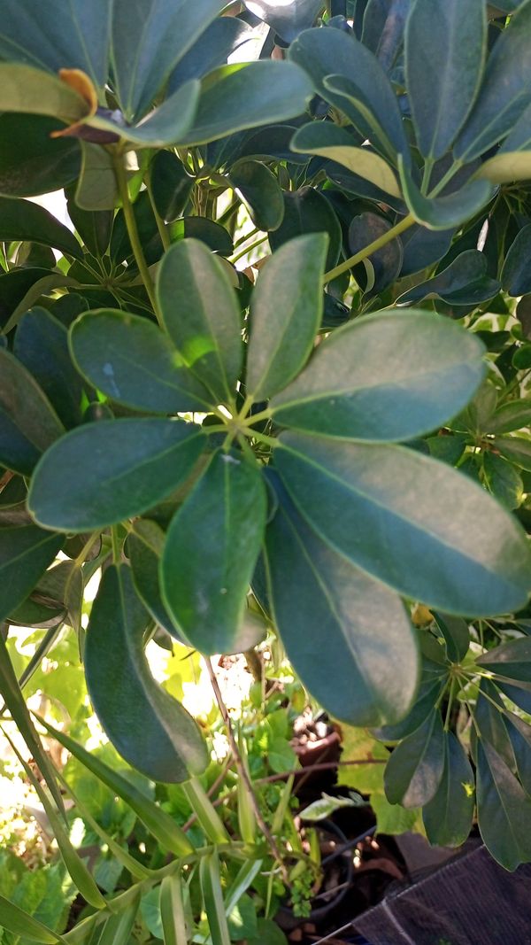 Identificação da planta Árvore guarda-chuva por foto