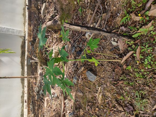 Identificação da planta Mamona por foto