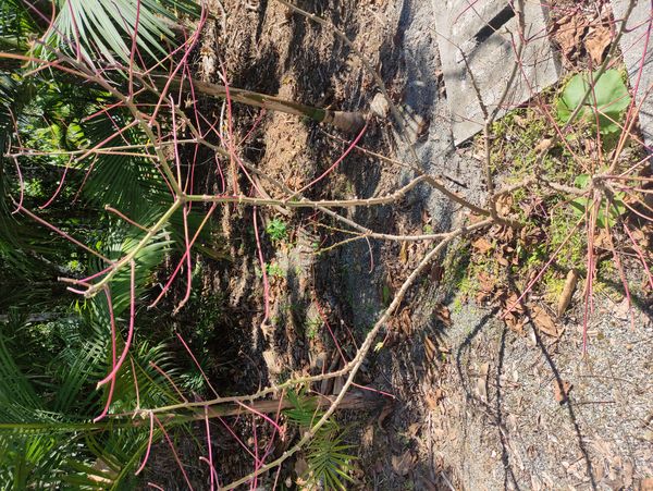 Identificação da planta Mandioca por foto