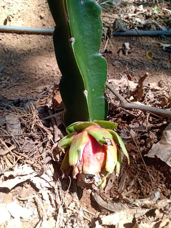 Identificação da planta Pitaia por foto