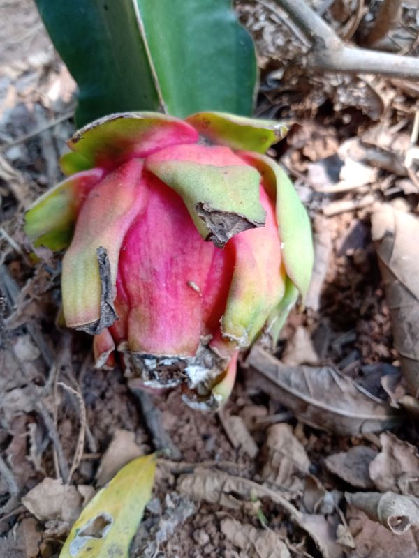 Identificação da planta Pitaia por foto