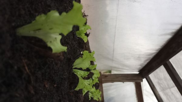 Identificação da planta Alface por foto