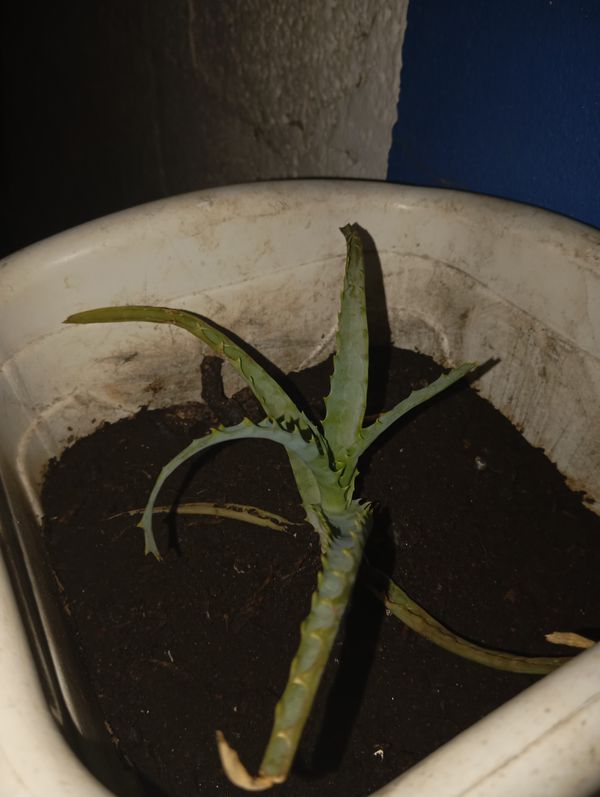 Identificação da planta Babosa por foto