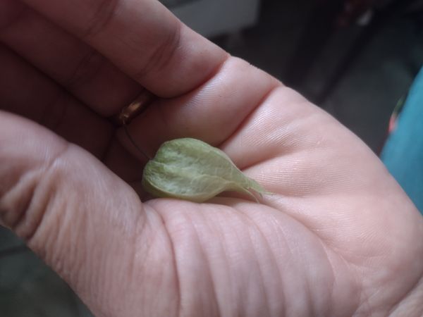 Identificação da planta Uva-do-monte por foto