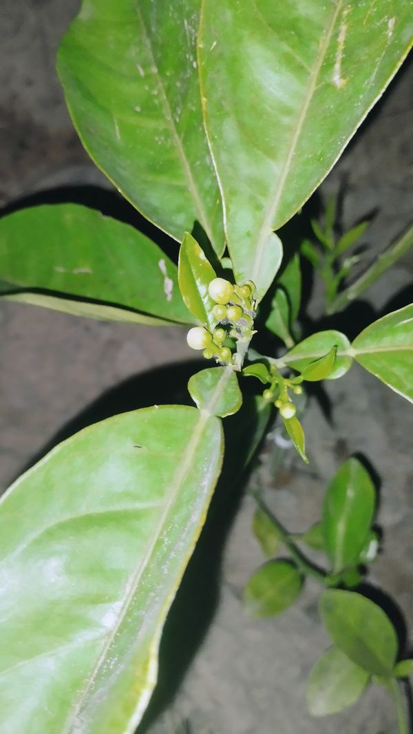 Identificação da planta Mexerica por foto