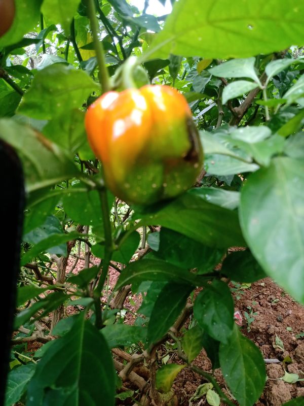 Identificação da planta Pimenta-de-cheiro por foto