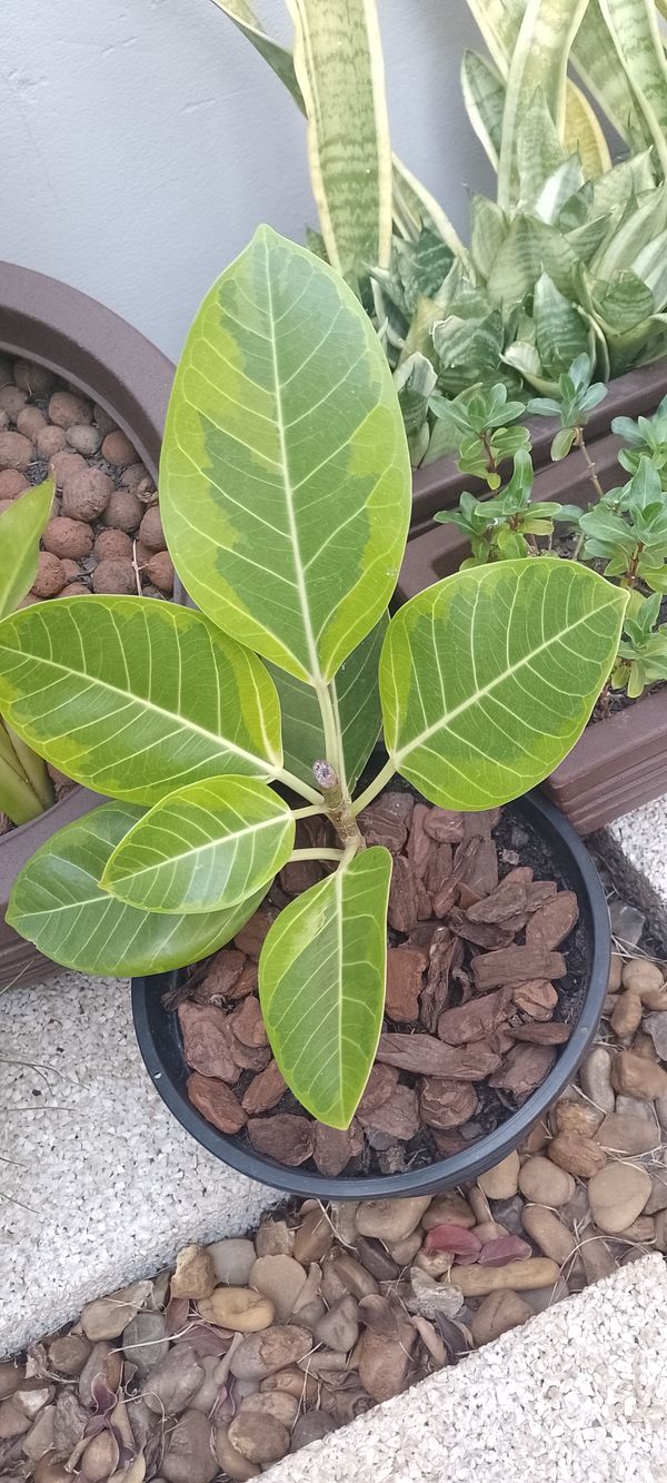 Identificação da planta Figueira-amarela por foto