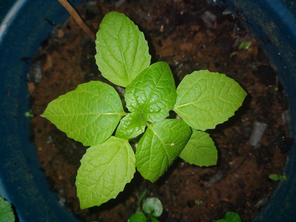 Identificação da planta Kamapu por foto