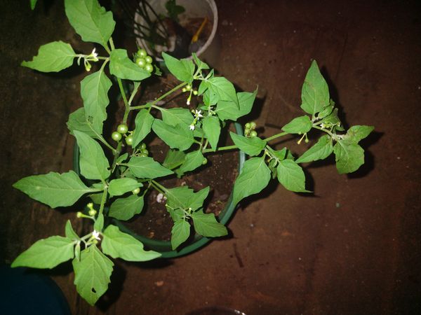 Identificação da planta Maria-pretinha por foto