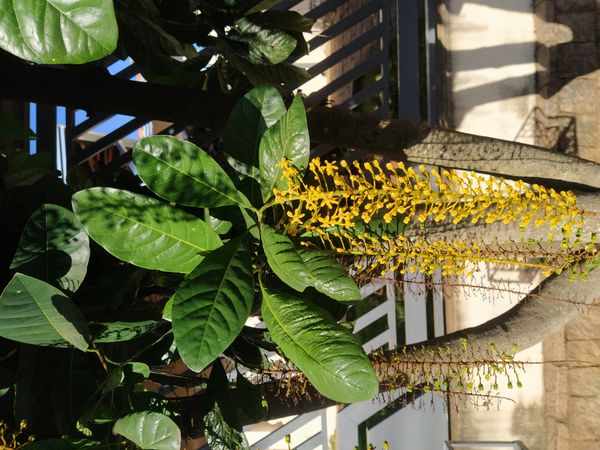 Identificação da planta Lofantera por foto
