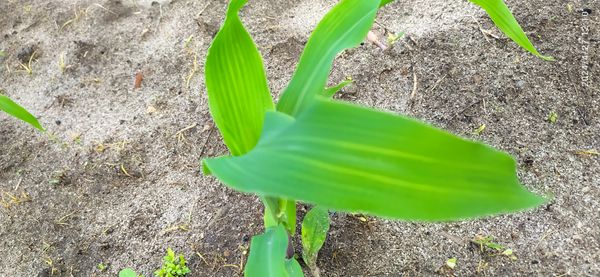 Identificação da planta Milho por foto