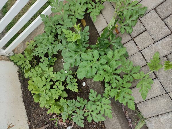 Identificação da planta Maxixe por foto