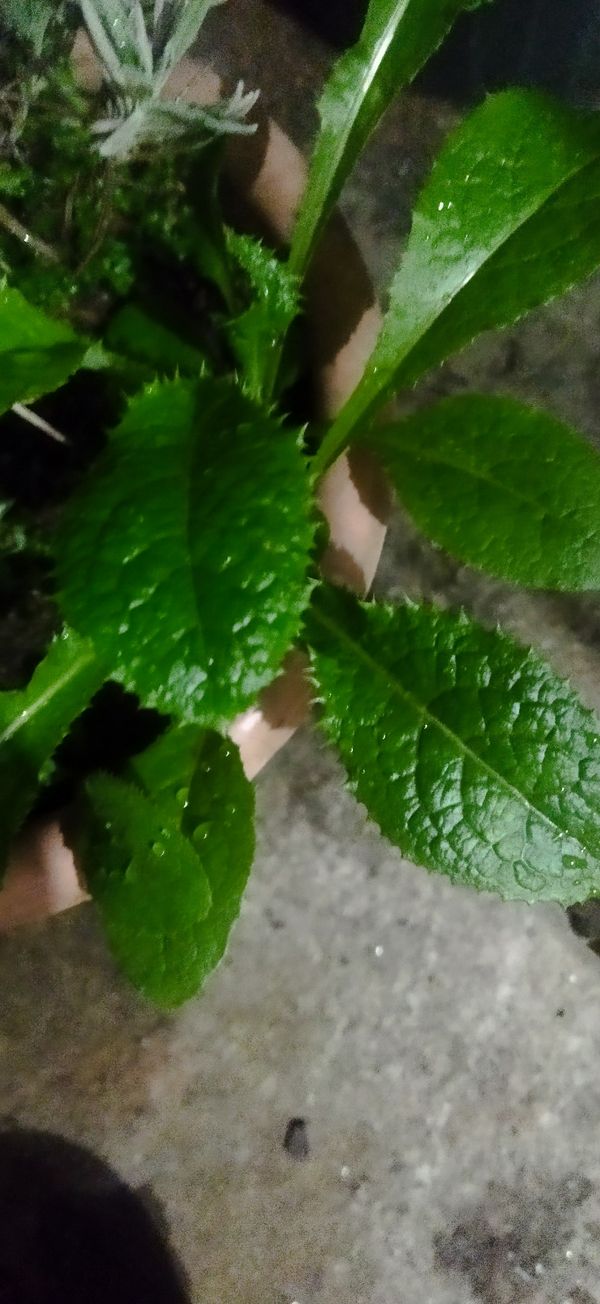 Identificação da planta Alface-brava por foto
