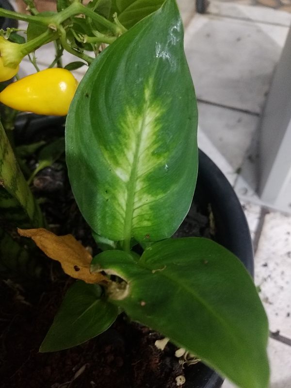 Identificação da planta Comigo ninguém pode por foto