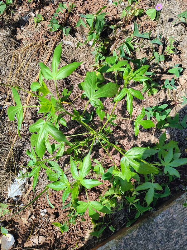 Identificação da planta Canudo-de-pito por foto